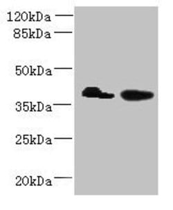 Invitrogen L3HYPDH Polyclonal Antibody 100 &mu;g; Unconjugated:Antibodies,