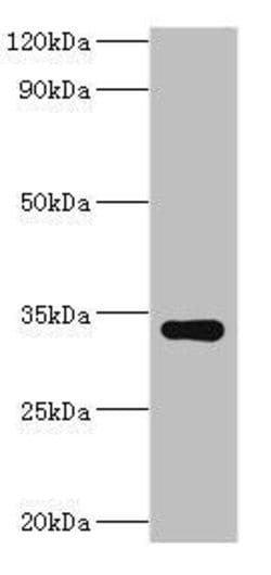 Invitrogen HYLS1 Polyclonal Antibody 100 μL; Unconjugated:Antibodies,