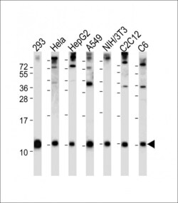 Invitrogen Ubiquitin Polyclonal Antibody 400 μL; Unconjugated:Antibodies,