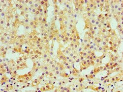 Invitrogen CaMKI gamma Polyclonal Antibody 100 &mu;L; Unconjugated:Antibodies,