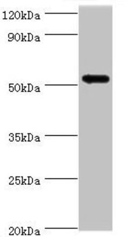Invitrogen CaMKI gamma Polyclonal Antibody 100 &mu;L; Unconjugated:Antibodies,