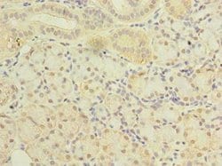 Invitrogen SLC38A2 Polyclonal Antibody 100 &mu;g; Unconjugated:Antibodies,