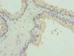 Invitrogen VWA9 Polyclonal Antibody 100 μg; Unconjugated:Antibodies,