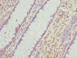 Invitrogen VWA9 Polyclonal Antibody 100 μg; Unconjugated:Antibodies,