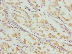 Invitrogen VWA9 Polyclonal Antibody 100 μg; Unconjugated:Antibodies,