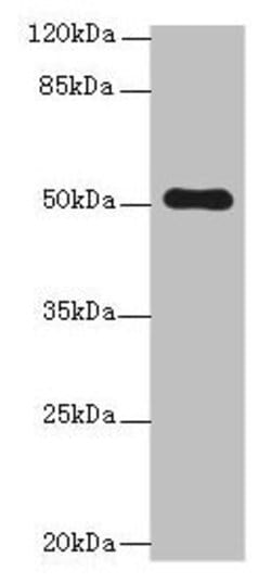 Invitrogen STPG2 Polyclonal Antibody 100 &mu;g; Unconjugated:Antibodies,