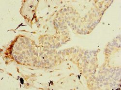 TCP11L2 Polyclonal Antibody:Antibodies, Polyclonal