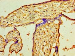 Invitrogen PIGX Polyclonal Antibody 100 &mu;g; Unconjugated:Antibodies,