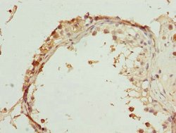 Invitrogen RUFY2 Polyclonal Antibody 100 &mu;L; Unconjugated:Antibodies,