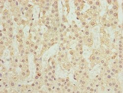 Invitrogen RUFY2 Polyclonal Antibody 100 &mu;L; Unconjugated:Antibodies,