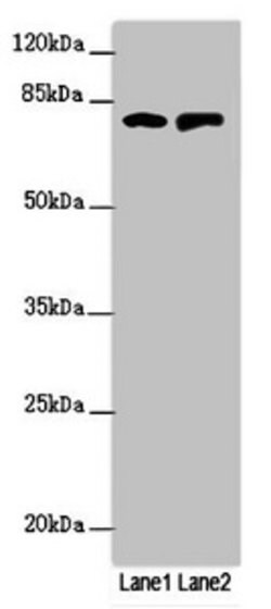 Invitrogen RUFY2 Polyclonal Antibody 100 &mu;L; Unconjugated:Antibodies,