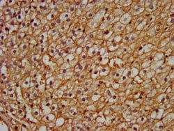 Invitrogen PEX13 Polyclonal Antibody 100 &mu;g; Unconjugated:Antibodies,