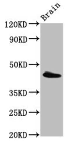 Invitrogen PEX13 Polyclonal Antibody 100 &mu;g; Unconjugated:Antibodies,