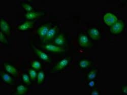 Invitrogen CPNE4 Polyclonal Antibody 100 &mu;g; Unconjugated:Antibodies,