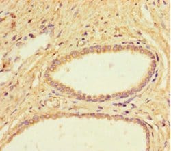Invitrogen IL4I1 Polyclonal Antibody 100 &mu;g; Unconjugated:Antibodies,