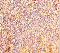 Invitrogen IL4I1 Polyclonal Antibody 100 &mu;g; Unconjugated:Antibodies,