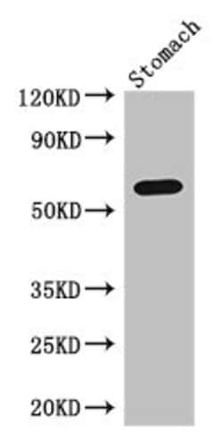 Invitrogen IL4I1 Polyclonal Antibody 100 &mu;g; Unconjugated:Antibodies,