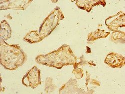 Invitrogen NHLRC2 Polyclonal Antibody 100 &mu;g; Unconjugated:Antibodies,