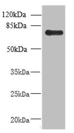 Invitrogen NHLRC2 Polyclonal Antibody 100 &mu;g; Unconjugated:Antibodies,