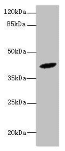 Invitrogen HM13 Polyclonal Antibody 100 &mu;g | Buy Online | Invitrogen&trade; | Fisher Scientific
