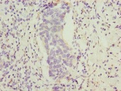 Invitrogen FAM222B Polyclonal Antibody 100 &mu;g; Unconjugated:Antibodies,