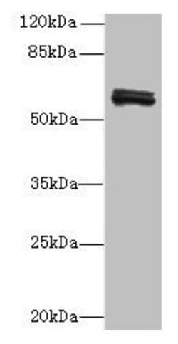 Invitrogen FAM222B Polyclonal Antibody 100 &mu;g; Unconjugated:Antibodies,