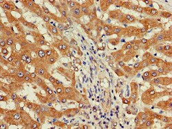 Invitrogen DEPDC1B Polyclonal Antibody 100 μg; Unconjugated:Antibodies,