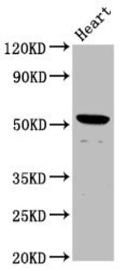 Invitrogen&trade;&nbsp;Naked1 Polyclonal Antibody
