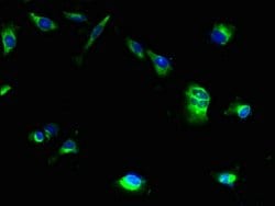 Invitrogen MRAP2 Polyclonal Antibody 100 &mu;g; Unconjugated:Antibodies,