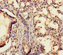 Invitrogen MRAP2 Polyclonal Antibody 100 &mu;g; Unconjugated:Antibodies,