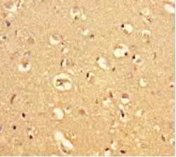 Invitrogen MRAP2 Polyclonal Antibody 100 &mu;g; Unconjugated:Antibodies,