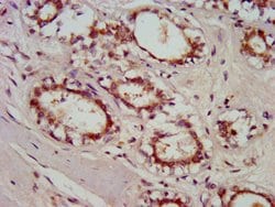 Invitrogen GBP4 Polyclonal Antibody 100 &mu;g; Unconjugated:Antibodies,