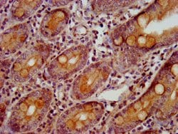 Invitrogen GBP4 Polyclonal Antibody 100 &mu;g; Unconjugated:Antibodies,