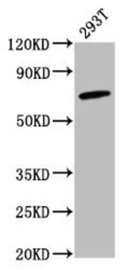 Invitrogen GBP4 Polyclonal Antibody 100 &mu;g; Unconjugated:Antibodies,