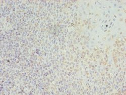Invitrogen LILRA2 Polyclonal Antibody 100 &mu;g; Unconjugated:Antibodies,