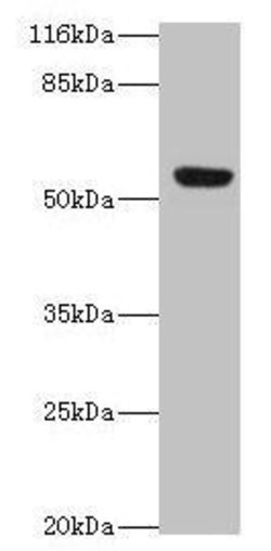 Invitrogen LILRA2 Polyclonal Antibody 100 &mu;g; Unconjugated:Antibodies,