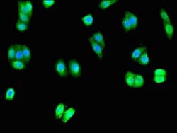 Invitrogen UNC80 Polyclonal Antibody 100 &mu;g; Unconjugated:Antibodies,