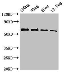 Invitrogen UNC80 Polyclonal Antibody 100 &mu;g; Unconjugated:Antibodies,