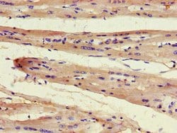 Invitrogen FAM43A Polyclonal Antibody 100 &mu;g; Unconjugated:Antibodies,