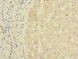 Invitrogen PQLC3 Polyclonal Antibody 100 &mu;g; Unconjugated:Antibodies,