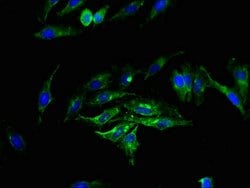 Invitrogen SGMS2 Polyclonal Antibody 100 &mu;g; Unconjugated:Antibodies,