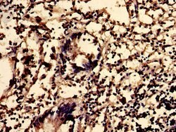 Invitrogen SGMS2 Polyclonal Antibody 100 &mu;g; Unconjugated:Antibodies,