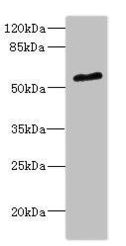 Invitrogen POC1B Polyclonal Antibody 100 &mu;L; Unconjugated:Antibodies,