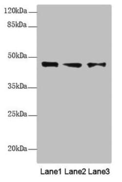 RNF34 Polyclonal Antibody:Antibodies, Polyclonal