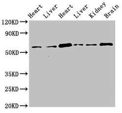 Invitrogen CREB3L1 Polyclonal Antibody 100 &mu;g; Unconjugated:Antibodies,