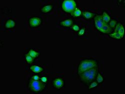 Invitrogen C3orf31 Polyclonal Antibody 100 &mu;L; Unconjugated:Antibodies,