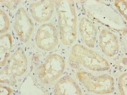 Invitrogen C3orf31 Polyclonal Antibody 100 &mu;L; Unconjugated:Antibodies,