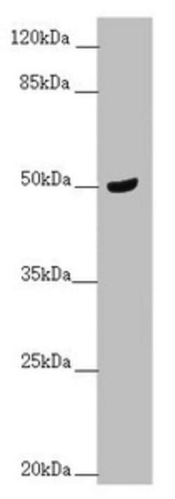 Invitrogen C3orf31 Polyclonal Antibody 100 &mu;L; Unconjugated:Antibodies,