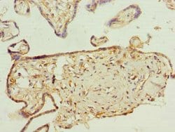 FAPP2 Polyclonal Antibody:Antibodies, Polyclonal