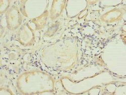 FAPP2 Polyclonal Antibody:Antibodies, Polyclonal